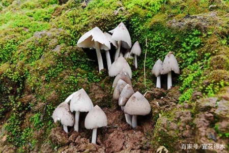 蘑菇小常识（中）10种味道鲜美的蘑菇，哪一种是菌中之王？插图38